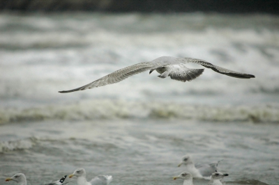 Foto geeft mooi de spanwijdte van de vogel weer