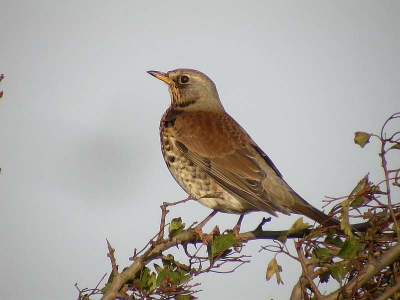 <i class='fa fa-user'></i> ricootten | Kramsvogel  <i class='fa fa-eye'> 526</i>  <i class='fa fa-thumbs-up'> 3</i>   <i class='fa fa-comment-o'> 4</i>