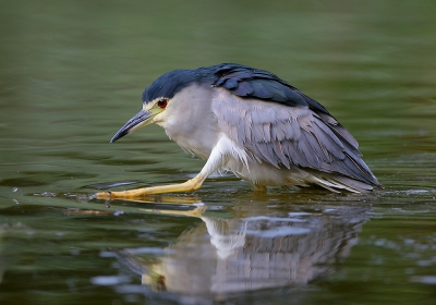 In het natuurreservaat "Het Zwin" staat in het vogelpark oa een kooi met Kwakken erin. Het is bekend dat deze vogels heel wat wilde soortgenoten aantrekken die dan vaak lang in de omgeving blijven pleisteren. Deze vogel vloog er rond, lande in een nabijgelegen vijvertje en nam een bad voor mijn neus!