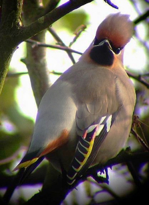1 van de 6 juweeltjes van Pestvogels, met de camera door de verrekijker! Schoonheden zijn het!
