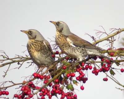 <i class='fa fa-user'></i> Jan van de Hoeve | Kramsvogel  <i class='fa fa-eye'> 1121</i>  <i class='fa fa-thumbs-up'> 5</i>   <i class='fa fa-comment-o'> 1</i>