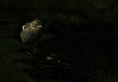 Vlakbij onze tent was een klein stroompje en daar kwamen veel vogeltjes drinken. Het was er wel bijna donker, deze foto is gemaakt met ISO 1000... Ik vond het wel mooi dat de zonnestralen precies op de vink vallen.

Nikon D70 + Sigma 170-500