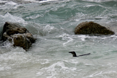 de drukst bezochte pinguinkolonie ter wereld (denk ik), het was wel erg toeristisch. Er lag een soort houten wandelpad waarnaast en onder de pinguins zaten en lagen. Deze foto uit vele gekozen vanwege de ruige zee (waar de Southern Right Whales veelvuldig boven water kwamen!). Heet tegenwoordig in het engels trouwens geen Jackass Pinguin meer, omdat vrijwel alle pinguins een ezelachtig geluid maken en aangezien het de enige Afrikaanse pinguin is....