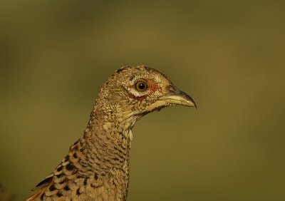 Ik weet niet of deze foto wat toevoegd aan alle fazanten op bp, maar ik vond haar wel eigenwijs de wereld in kijken. dus bij deze dit portretje.