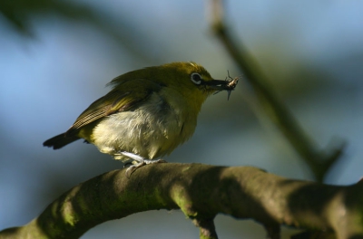 <i class='fa fa-user'></i> Menno van Duijn | Indische Brilvogel  <i class='fa fa-eye'> 526</i>  <i class='fa fa-thumbs-up'> 2</i>   <i class='fa fa-comment-o'> 1</i>