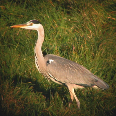 <i class='fa fa-user'></i> The Rocker | Blauwe Reiger  <i class='fa fa-eye'> 404</i>  <i class='fa fa-thumbs-up'> 2</i>   <i class='fa fa-comment-o'> 0</i>