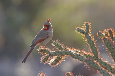 Dit vogeltje hing rond met een rode kardinaal en we dachten eerst dat het zijn vrouwtje was. Totdat we de vogel opzochten in ons vogelboek en het familie van de kardinaal bleek te zijn. Dit is het mannetje.
Gegevens Canon 10D, Canon 400mm 5.6 objectief
Groet, Claudia en PJ van DutchDuo