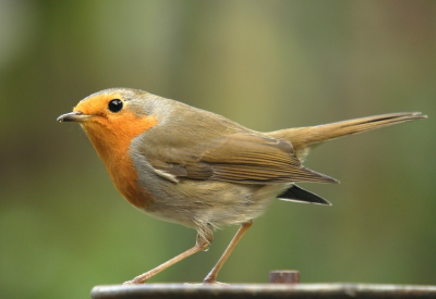 Roodborstje zat ongeveer 2 meter van de lens af en bleef mooi stil zitten. Met deze foto is een belofte aan Minne (deze is gemaakt met jouw lens) eindelijk ingelost.