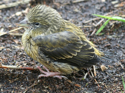 Deze foto in augustus gemaakt, maar ik weet de naam van dit vogeltje niet. Wie kan mij hier mee helpen.