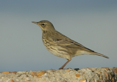 Klassieke foto type "vogelgids"