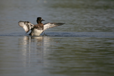 Mijn eerste foto op birdpix. Deze kuifeend schudde na een frisse duik even het water van zich af.