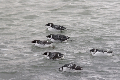 Hier het hele groepje van 6 Kleine Alken in beeld.

Canon 20D, 100-400 IS, F8, 1/160 sec, -1/3 stop, ISO 400 vanaf eenpoot