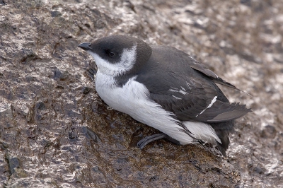 Hier is er eentje op zoek naar een plekje om uit te rusten. Zo'n rotsblokje klimmen is voor zo'n kleintje niet zo makkelijk. Tussendoor maar even uitpuffen ... 

Canon 20D, 100-400 IS, F7.1, 1/200 sec., ISO 400 vanaf eenpoot.