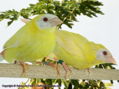 The Blue-faced parrot finch are distributed in a wide range from Moluccas, Celebes, New Guinea, New Britain, New Ireland, the Bismarck Archipelago, New Hebrides and nearby islands in Australia.