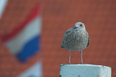 Afgelopen week een weekje op Texel geweest, geweldig veel gezien en ook veel gefotografeerd. Ik begin mijn Texel-serie met 2 nederlandse vogels.

Nikon D70+ Sigma 170-500