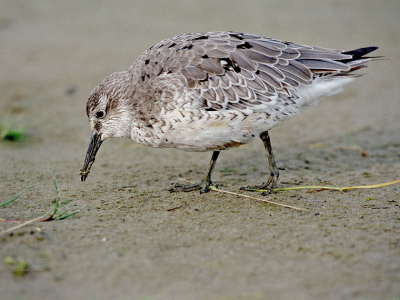 Nog een laatste foto van het Birdpix weekend (kost wat meer tijd als je nog analoog fotografeerd). Gemaakt met Canon Eos 3 en 70-200 op Kodak Elite Color 200.