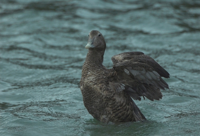 In de haven van Oudeschild zaten elke keer dat ik er kwam en die waren allemaal heel goed te benaderen. 

Nikon D70+ Sigma 170-500