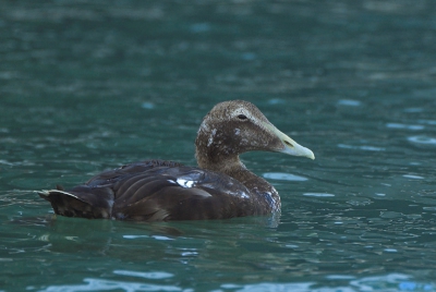 In de haven van Oudeschild zaten elke keer dat ik er kwam en die waren allemaal heel goed te benaderen. 

Nikon D70+ Sigma 170-500