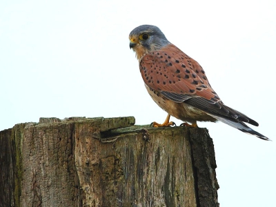 Deze torenvalk bleef mooi zitten en kon uit het autoraam wordedn gefotografeerd