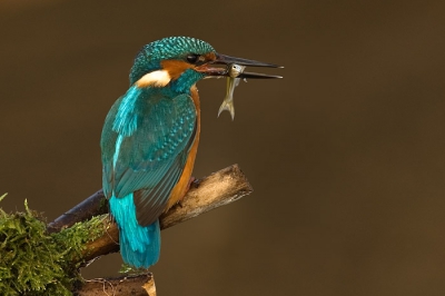 Alcedo atthis / IJsvogel / Common Kingfisher