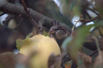 Ik zag vandaag de vogels zich te goed doen aan de laatste appels in de appelboom van mijn ouders. Na deze foto geschoten te hebben, bezig geweest met het maken van een goede camera-opstelling. De foto is geenzins perfect, maar het geeft een indruk van hoe ik wil dat het er ongeveer uit moet gaan zien en een eerste aanzet van hopelijk een mooie serie foto's. Echter, ik kan het wel mooi bedenken, maar het zijn de vogels die het gaan moeten doen!
Weer: bewolkt; camera instellingen: ISO 400, f6.3, f/50, 500mm op de monopod. Foto is met PS flink aangepast en door Neat Image gehaald.