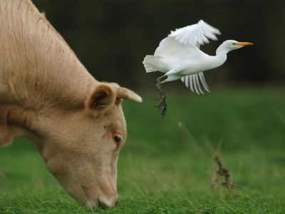 When the winter begins, the gardebeufs approaches the cattle to find food.
Nikon D70, nikon 300/2,8+converter1,4