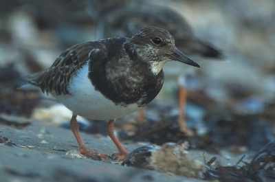 Deze steenlopertjes liepen onderaan de dijk op een strandje van 2 vierkante meter te fourageren op wat aangespoelde dingen. Ben er vlakbij gaan liggen, en na 30 sec. kwamen ze al weer terug. Soms zaten ze op nog geen 1,5 meter...

Nikon D70+ Sigma 170-500