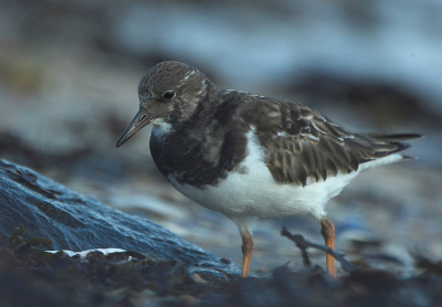 Deze steenlopertjes liepen onderaan de dijk op een strandje van 2 vierkante meter te fourageren op wat aangespoelde dingen. Ben er vlakbij gaan liggen, en na 30 sec. kwamen ze al weer terug. Soms zaten ze op nog geen 1,5 meter...

Nikon D70+ Sigma 170-500