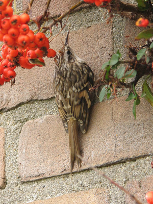 Dit vogeltje zat vanmorgen tegen ons huis. Via de vogelgids (ik kan net een mus van een kievit onderscheiden ;~) ) kwam ik er achter dat het een boomkruiper is. Ik had er nog nooit een gezien.