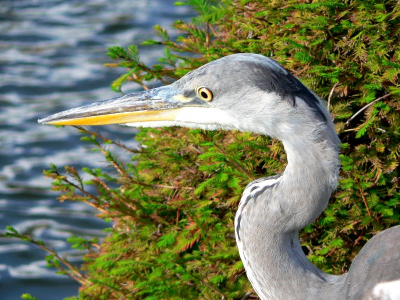 Onverschrokken stapte deze reiger in Madurodam rond.
Hij was helemaal gewend aan de bezoekers en liet zich gemakkelijk fotograferen.