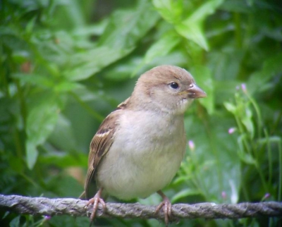 Een jonge huis- tuin- en keukenmus