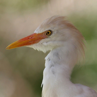 Deze Egret kwam zomaar bij me aan tafel..ik vond zijn kleuren zo mooi!