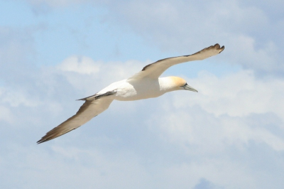 Jan van Gent in vlucht.Foto is gemaakt bij een van de grootste Jan van Gent-kolonie die via het vaste land bereikbaar is , nl bij Cape Kidnappers in Nieuw Zeeland.