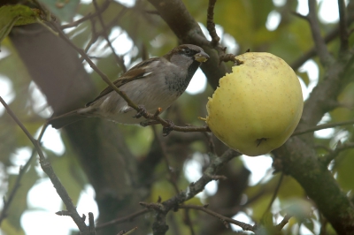 huismus in de appelboom. 
Bewolkt weer, vanaf statief, ISO320, 1/60 F7.1 230mm