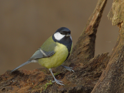 Bij ons in de tuin is het een komen en gaan van o.a koolmeesjes.