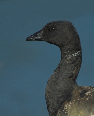 Deze Rotgans was wel heel goed te benaderen.
Heeft er een paar dagen gezeten, helemaal alleen.

Nikon D70 + Sigma 170-500