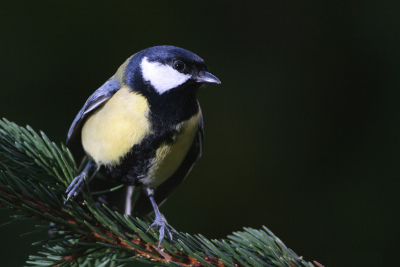 Was al wat schemerig, Camera op M,schuin van op zij geflitst.
Lens Canon 400L, 1/160, 5.6, iso 400, witbalans op Flash.
Niks aan bewerkt.