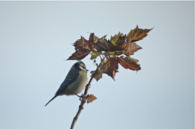 Na al die mooie foto's van kool en pimpel-mezen mijn aandacht maar eens gaan richten op de vogels in de tuin. Genoeg uitdagingen daar te vinden! Deze zat wat ver af en de zon ging al onder. 

Exif: ISO 500, 1/800, f/7.1, statief