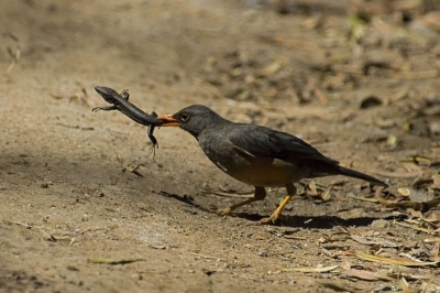Tijdens het doorspitten van oude foto's kwam ik deze weer tegen. Deze hagedis had of de tijd van zijn leven of had het doodsbenauwd... Wat denken jullie?!

Nikon D70, 80-400 mm VR