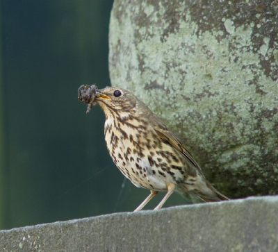 Terwijl ik een bruidspaar reed kwam deze lijster vrolijk naast me zitten om mooi gefotofografeerd te worden