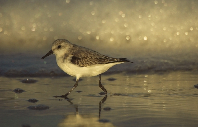 Ik ging elke ochtend vanaf schemer een paar uurtjes zeetrek kijken, de 24e was het niet erg spannend op zee.
Langs de waterlijn liep een groepje Drieteenstrandlopertjes, ben die dus maar gaan proberen te fotograferen. Dit drieteentje liep weg van het groepje, dus ben achter deze aangegaan. De zon kwam net op, en ik vind de lichtjes die daardoor ontstaan in de branding heel mooi.

Nikon D70 + Sigma 170-500