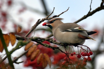 Er staan al een aantal fraaie Pestvogel-plaatjes op deze site, maar het blijft gewoon een dankbaar 'fotografeerbaar object'. Een van mijn favoriete vogelsoorten ook. 
Deze vogel zit al enkele dagen in het Utrechtse.