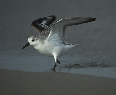 Dit Drieteentje (andere als gisteren) heb ik een hele tijd kunnen volgen, en het leuke was, dat de vogel de hele tijd met me mee liep, en niet veel verder als 4 meter van me vandaan ging, maar meest van de tijd binnen scherpstelafstand. 
Ben daarom na een klein stukje weggelopen, en daarna kwam hij weer naar me toe, maar had daarbij wel haast. 
Hij sprintte door alle kleine plasjes, en bij een dieper plasje sloeg hij eventjes de vleugels uit.

Nikon D70 + Sigma 170-500
op de een of andere manier kreegg ik de kleuren niet helemaal naar wens, hoop dat hij zo goed overkomt