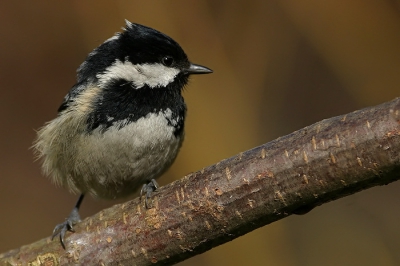 Zwarte mees gefotografeerd in de tuin.