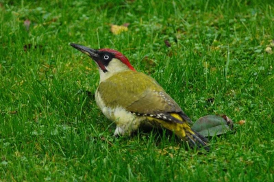 Nikon D200 met 300mm F/4.0+1.4x op statief (G1227), door het glas van het keukenraam!!
1/200, f/5.6, ISO 320