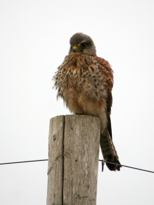 Deze foto stond al een tijdje in het archief.....

Deze Valk zat op een paaltje lang het fietspad Scheveningen-Katwijk. Door wat kleine duinpannetjes kon ik ongestoord dichterbij komen. Even later vloog ze op om een meter of wat verder een prooi te verschalken (lag daar al dood). De foto is wat grijs, maar geeft goed het weer van die dag weer.
30% gekropt, en iets geleveld.
300d, sigma 170-500, Av, f5.6, +2/3, 1/400, 200 iso, 500mm