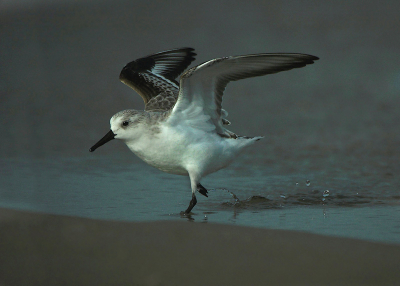 Op veler advies helemaal opnieuw bewerkt.
Voor de vogel een stuk erbij, meer contrast, lichter, blauw eruit.

Beter zo?