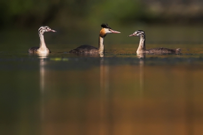 Mijn excuses voor de overrompeling met foto's van gewone fuutjes, maar ik vind het persoonlijk hl mooie vogels...
Hier nog een familiesportretje...
Hopelijk bevalt het.

Uit schuilhut met sigma 120-300