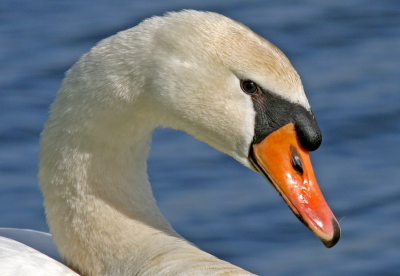 Voor mij blijft dit n van de meest imposante vogels uit ons land