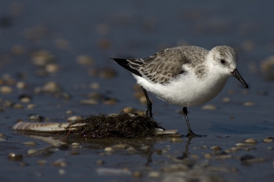 Weer eentje uit de oude doos. Foto gemaakt op het strand van Katwijk.